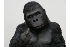 Up Yours Rude Swearing Finger Silverback Gorilla