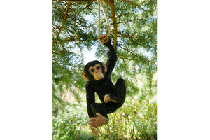 Garden hanging monkey on rope