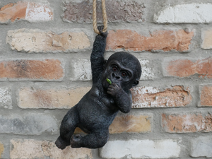 Hanging baby Gorilla on rope