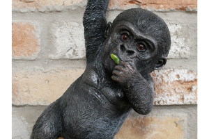 Hanging baby Gorilla on rope