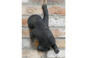 Hanging baby Gorilla on rope
