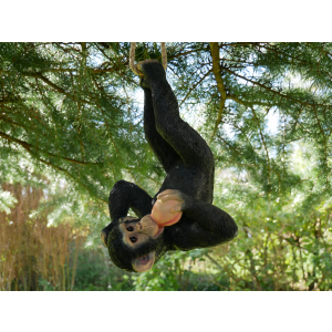 monkey eating peach on rope garden